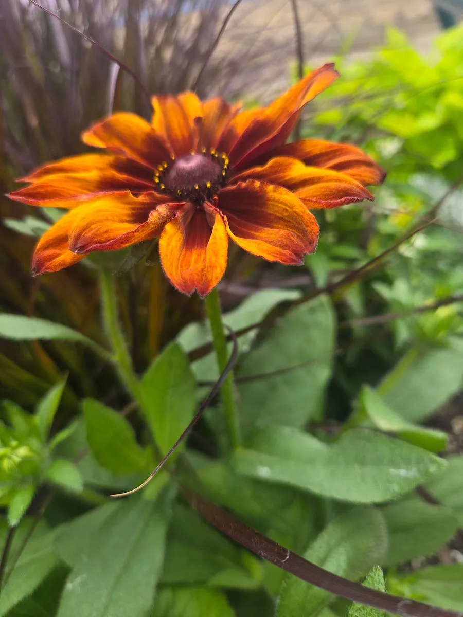 Blooming Brightly