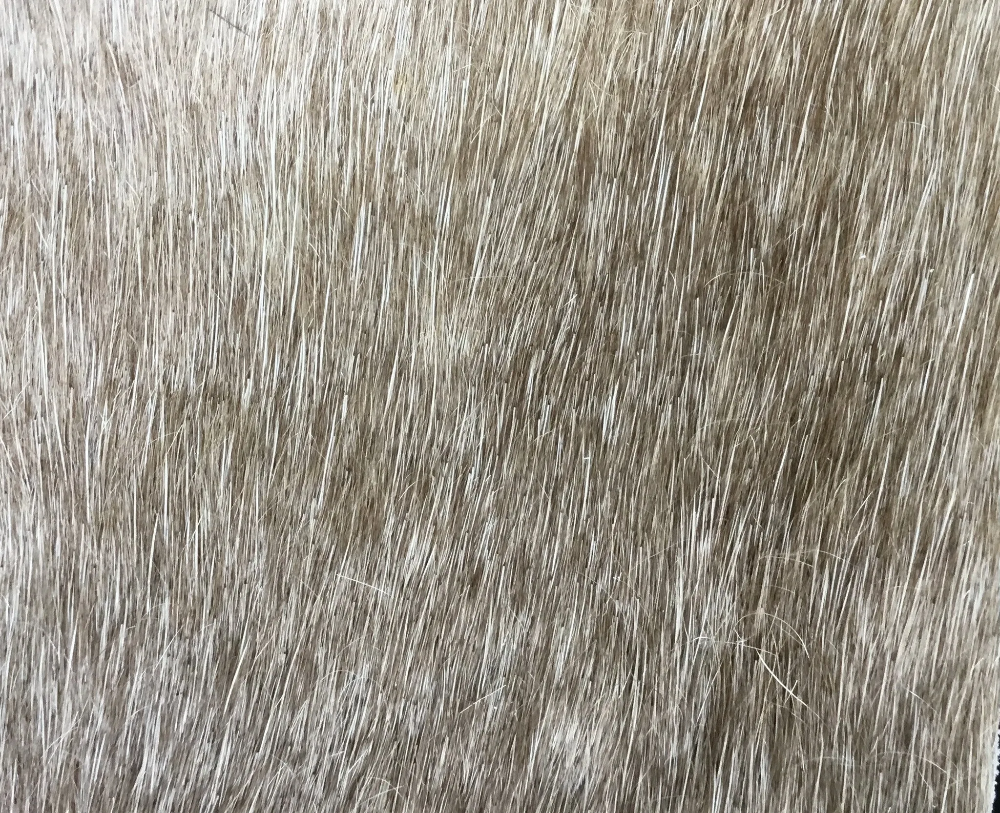 Dark Champagne Premium Brazilian Hide, XL CH59N DZ