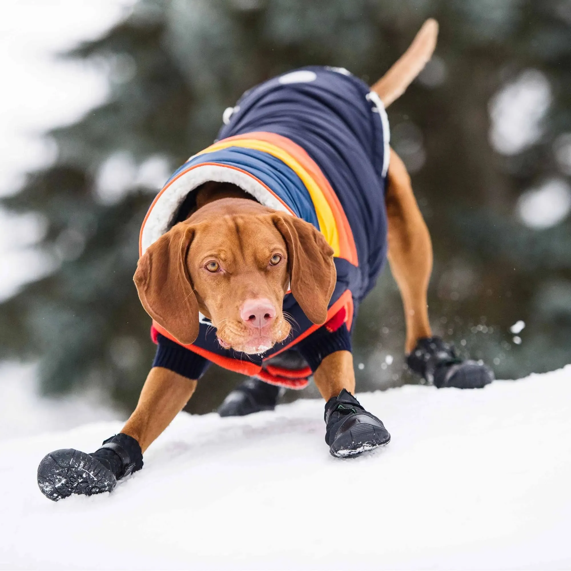Elasto-fit Dog Boots - Black