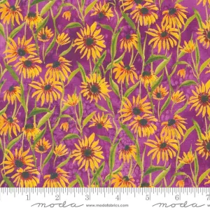 Floribunda by Moda Fabrics BLACKEYED SUZIE Q/VIOLET