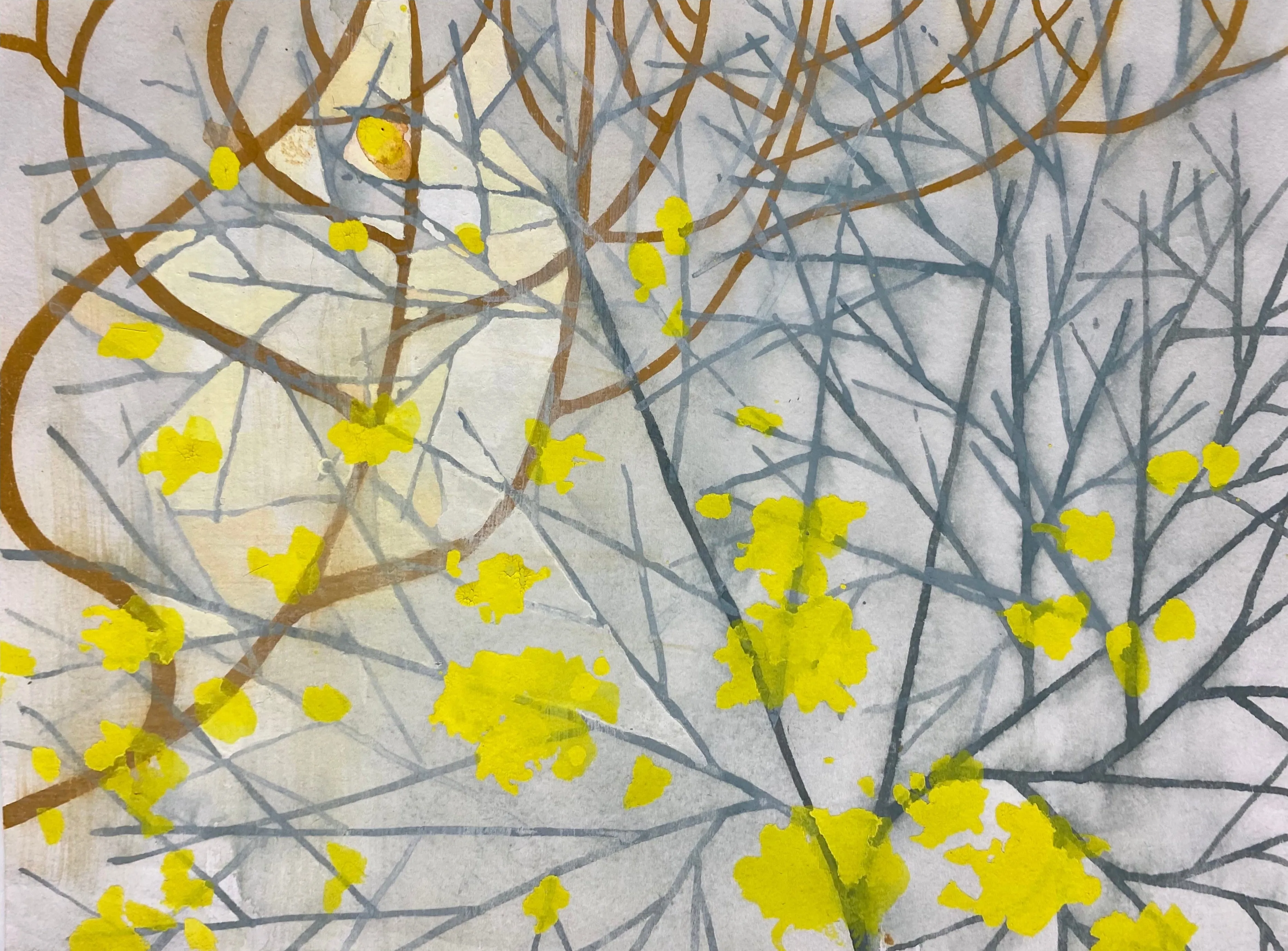 Forsythia