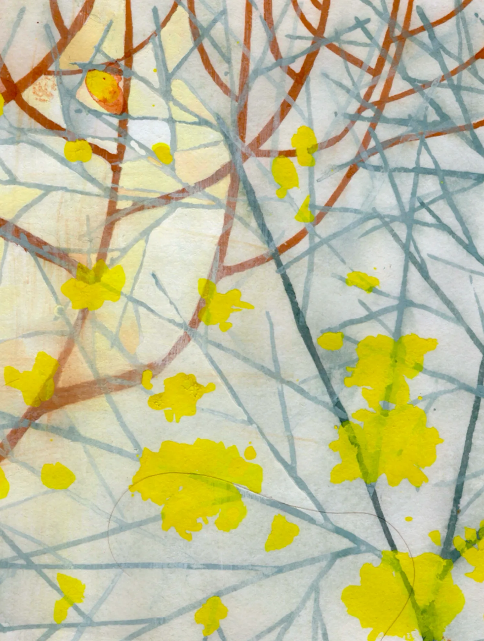 Forsythia
