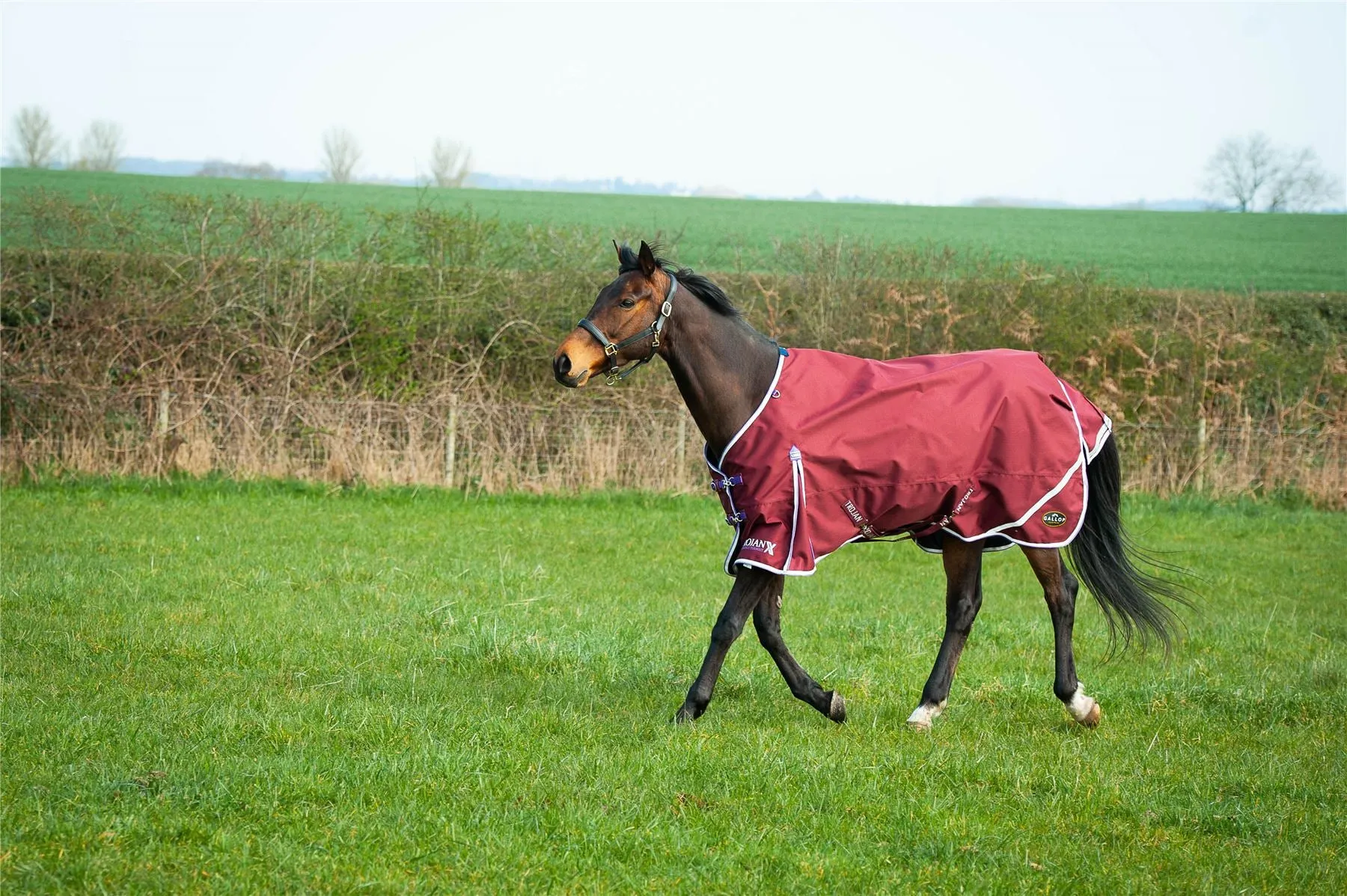 Gallop Equestrian Trojan Light Weight Turnout Rug