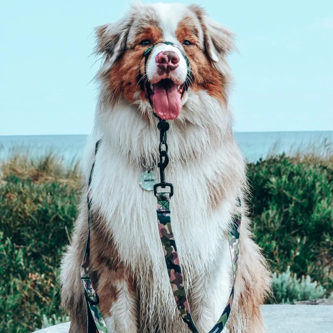 On Duty Halter    Safety Clip
