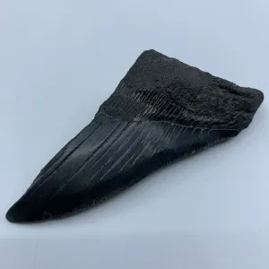 Shark Teeth Halves