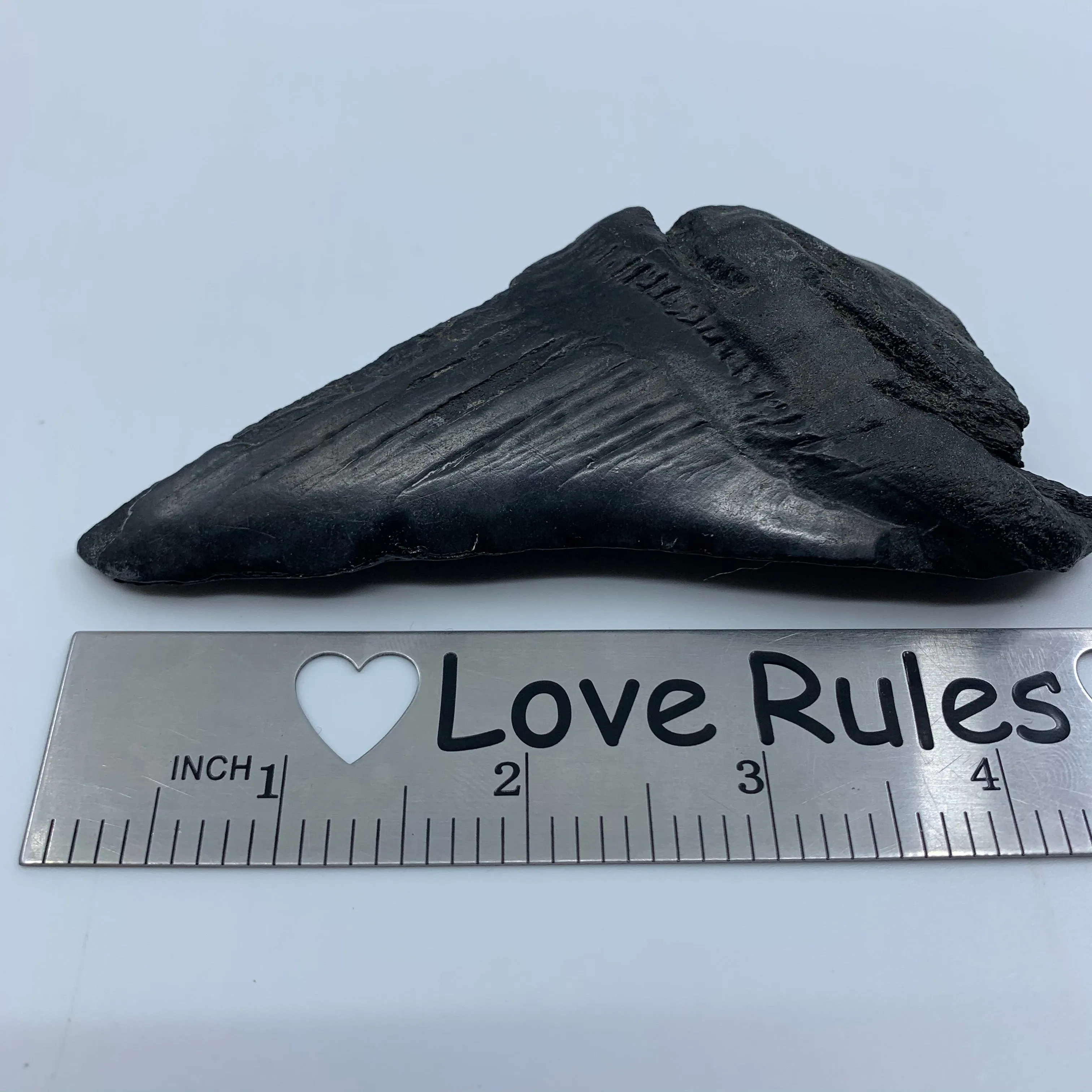Shark Teeth Halves