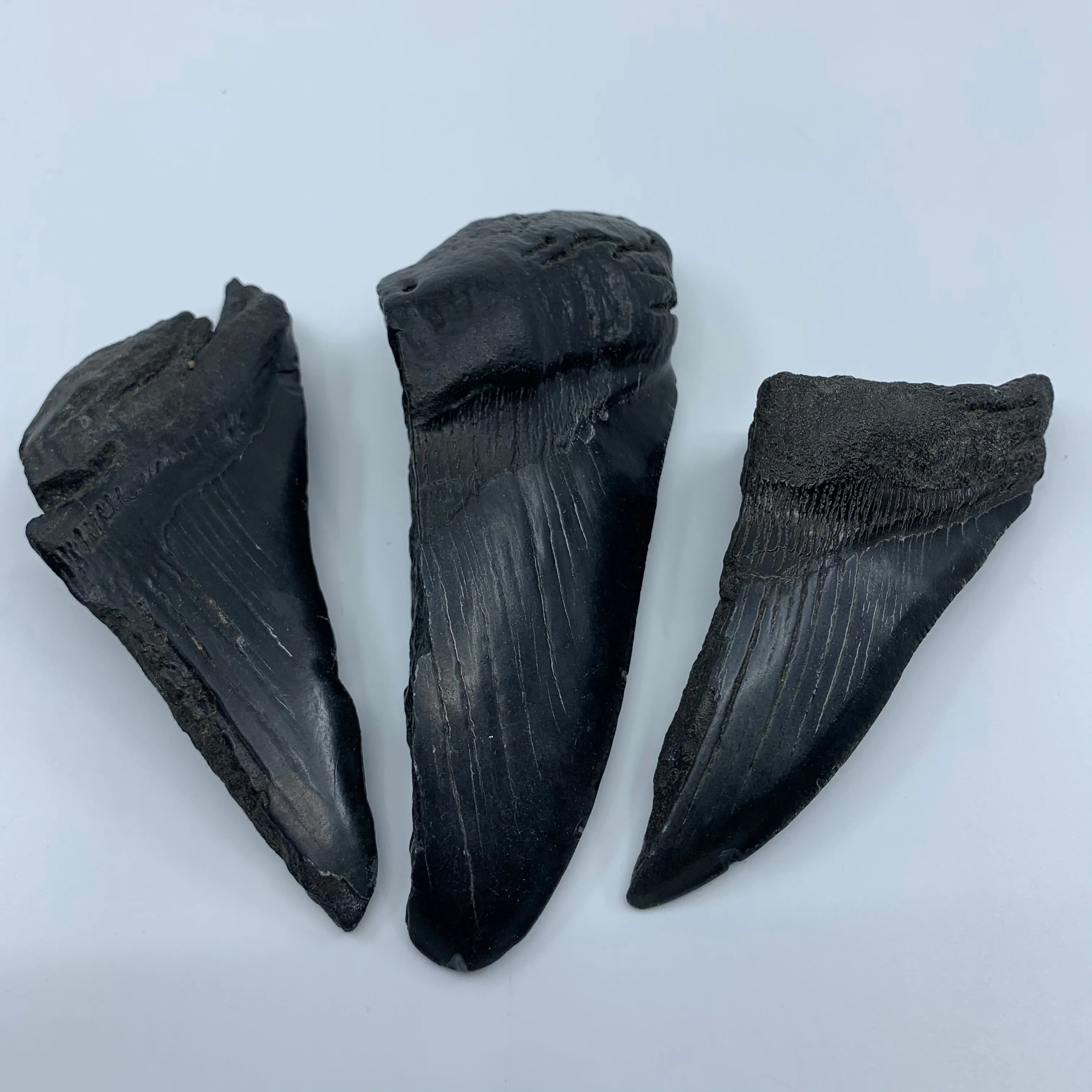 Shark Teeth Halves