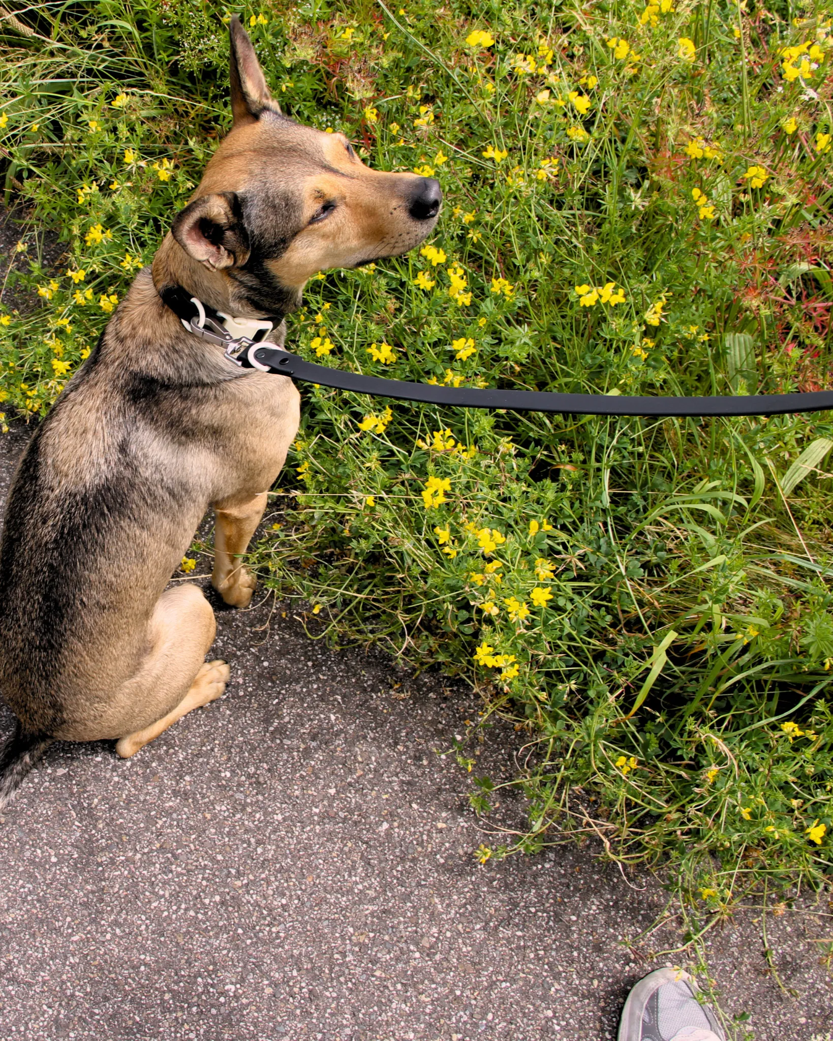 Walk Set